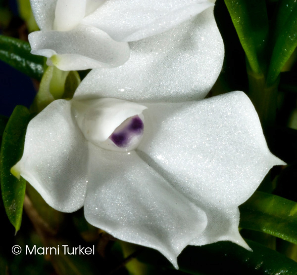 Dendrobium subuliferum outcross