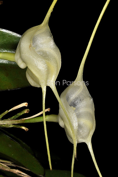 Masdevallia infracta alba