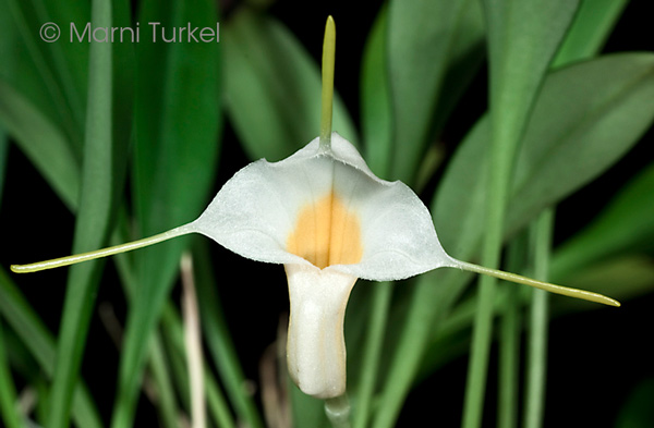 Masdevallia fuchsii