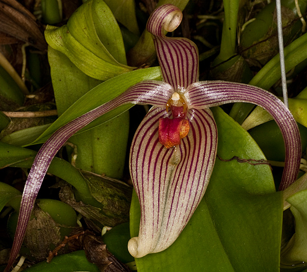 Bulbophyllum inunctum