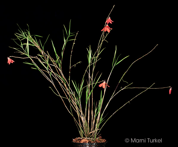 Dendrobium cinnabarinum 