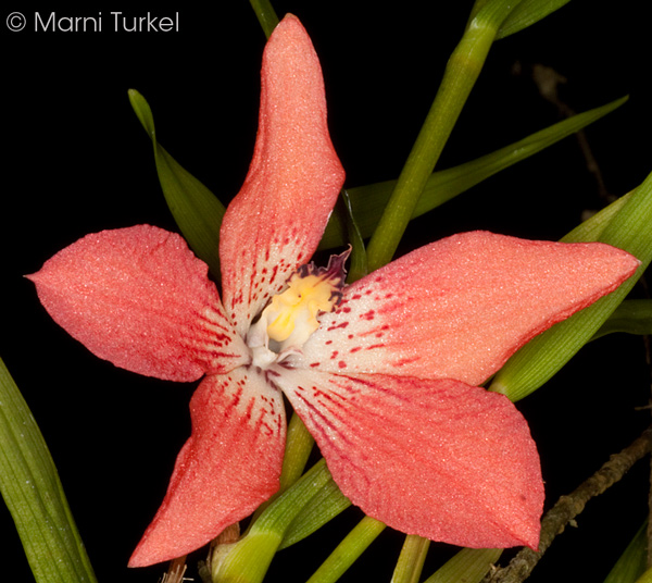 Dendrobium cinnabarinum 