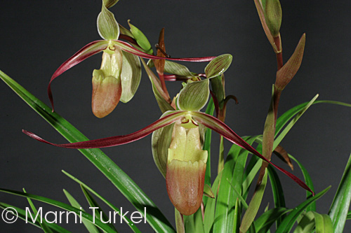 Phragmipedium longifolium v garcile