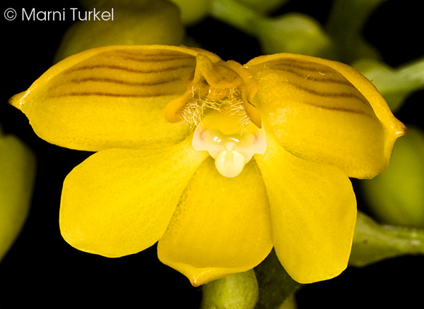 Polystachya pubescens