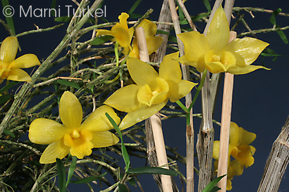 Dendrobium hancockii